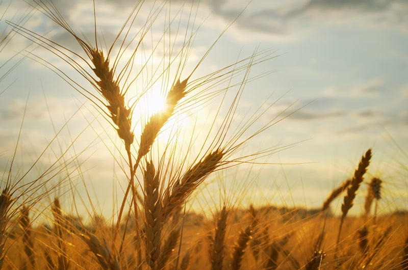 Getreideäre auf Feld