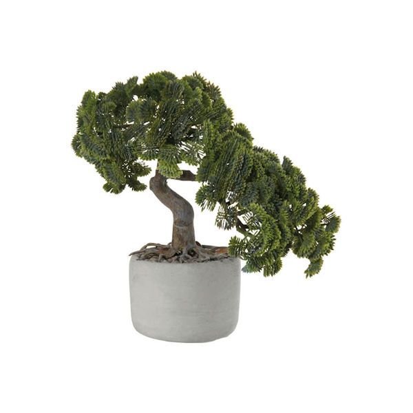 ASA Selection "bonsai" Muschelzypresse