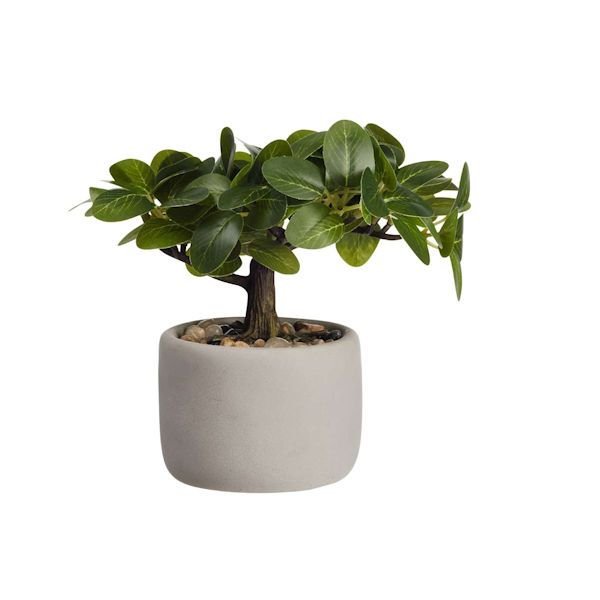 ASA Selection "bonsai" Ficus