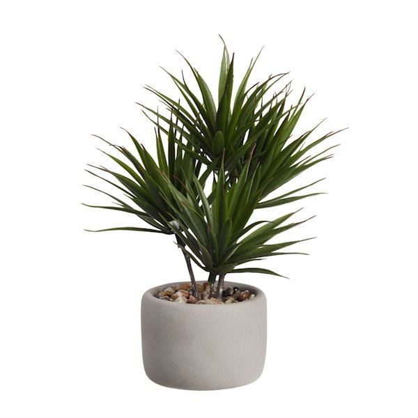 ASA Selection "bonsai" Palme